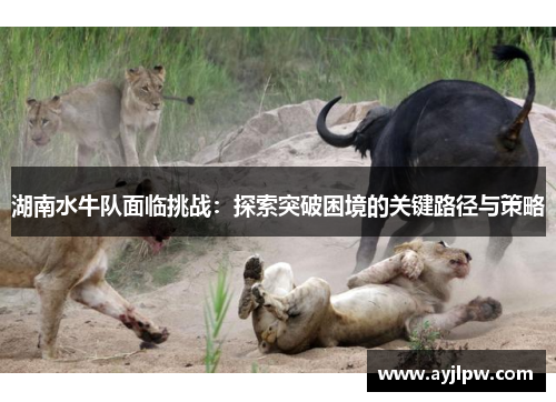 湖南水牛队面临挑战：探索突破困境的关键路径与策略